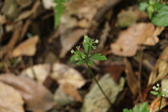 Sanicula lamelligera