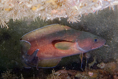 Lotella rhacina