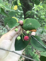 Amelanchier humilis