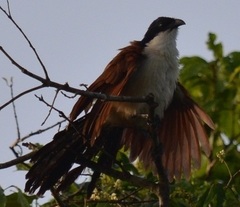Centropus senegalensis