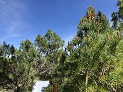 Pinus cembroides bicolor