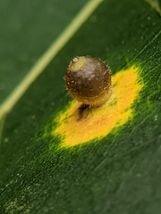 Caryomyia viscidolium