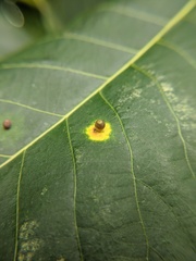Caryomyia viscidolium