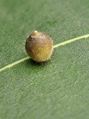 Caryomyia viscidolium
