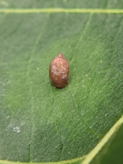 Caryomyia urnula