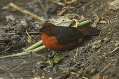 Western Bluebill photo 5