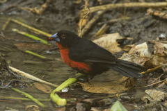 Western Bluebill photo 3