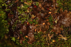 Peltigera ponojensis
