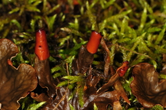 Peltigera ponojensis