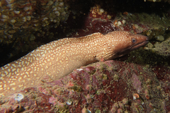 Gymnothorax prionodon