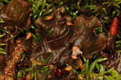 Peltigera ponojensis