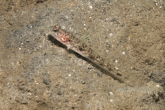 Tomiyamichthys lanceolatus