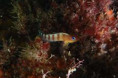 Notoclinops segmentatus