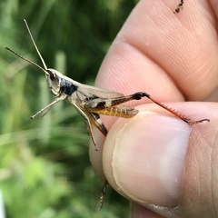 Chloealtis conspersa