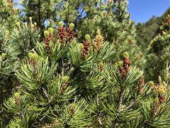 Pinus cembroides bicolor