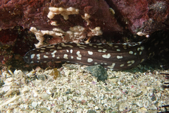 Gymnothorax prionodon