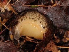 Philomycus togatus