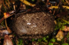Philomycus togatus
