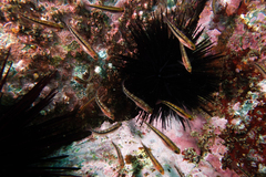 Forsterygion maryannae
