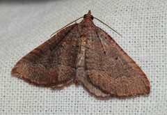 Chrysolarentia trygodes