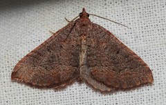 Chrysolarentia trygodes