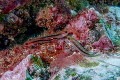Forsterygion maryannae