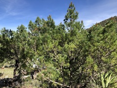 Pinus cembroides bicolor