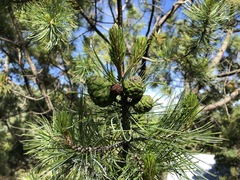 Pinus cembroides bicolor