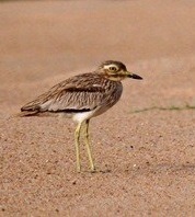 Burhinus senegalensis