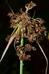Scirpus georgianus