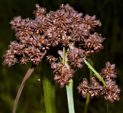 Scirpus georgianus