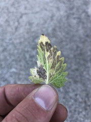 Phytomyza nepetae