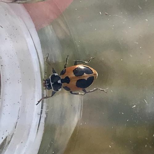 Parenthesis Lady Beetle photo 4