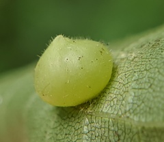 Caryomyia conoidea