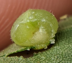 Caryomyia conoidea