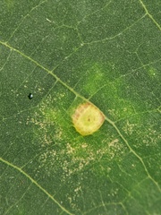 Caryomyia conoidea