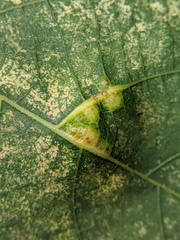 Caryomyia aggregata