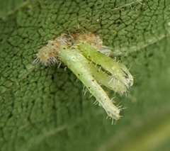 Caryomyia inclinata