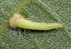 Caryomyia inclinata