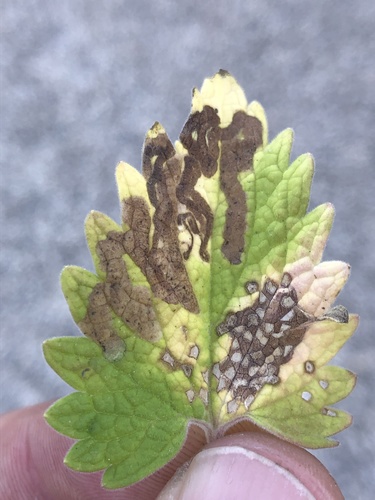 Phytomyza obscura