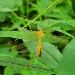 Hylobittacus apicalis