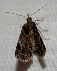 Microdes diplodonta