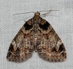 Microdes diplodonta