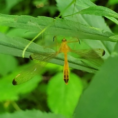 Hylobittacus apicalis