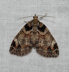 Microdes diplodonta