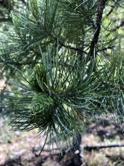 Pinus cembroides bicolor