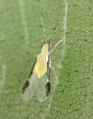 Monellia caryella