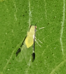 Monellia caryella