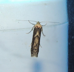 Blastobasis adustella