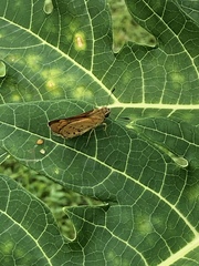 Cephrenes trichopepla